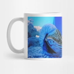 chambered nautilus, nautilidae, mollusk, nautilus, nautilus pompilius, nautilus shell, ammonite, ammonoidea, ammonites, mollusca, molluscs, shell, cephalopod, nudibranch, nudibranch Mug